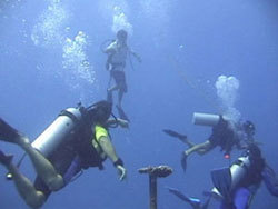 drei Taucher im Wasser
